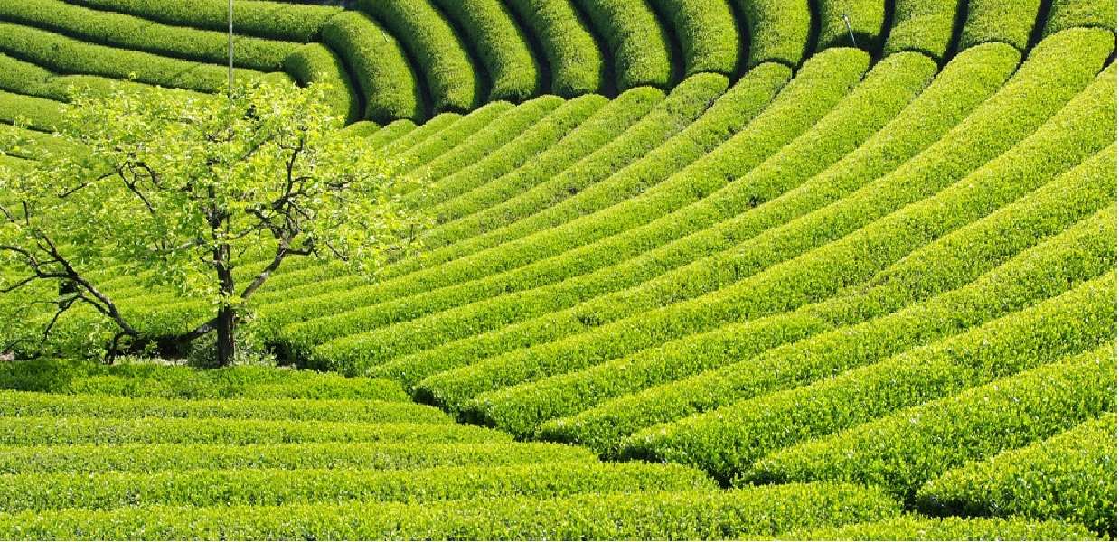 京都宇治の茶畑｜徳増が直接取引する抹茶の産地